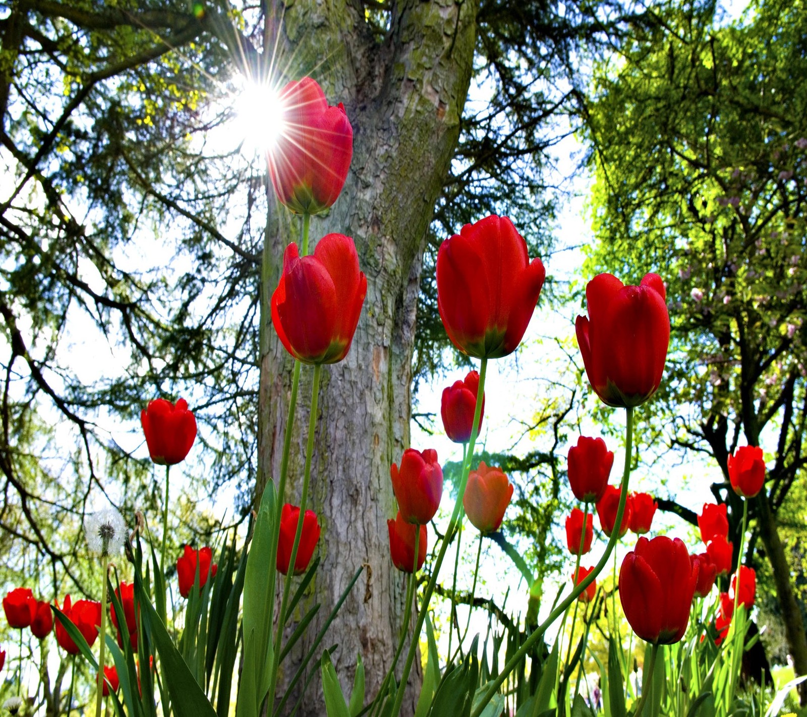 Há muitos tulipas vermelhas crescendo na grama perto de uma árvore (bonito, fofo, olhar, legal)