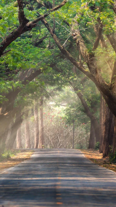 Luz suave através de um caminho arborizado em uma paisagem natural.