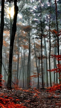 Bosque brumoso con vibrante follaje de otoño