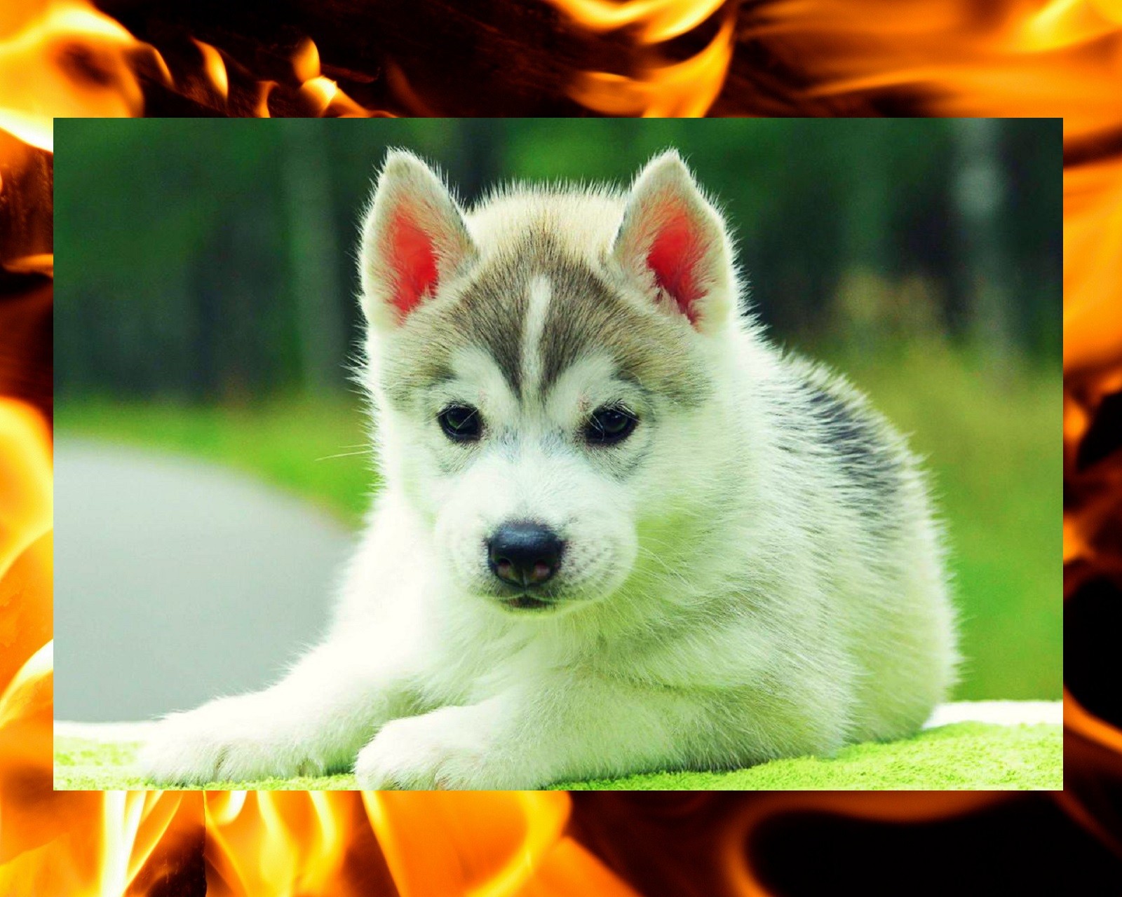 Foto de un perro husky acostado sobre una manta frente al fuego (perro, tema)