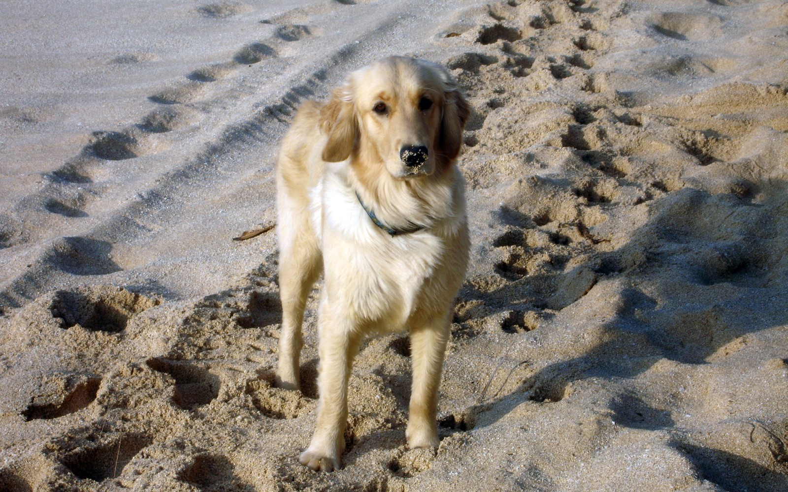 Há um cachorro em pé na areia da praia (golden retriever, schnauzer miniatura, raça de cachorro, cão de companhia, animal)