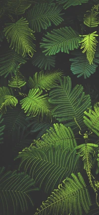 Lush Green Ferns: A Tropical Embrace of New Year and Christmas Spirit