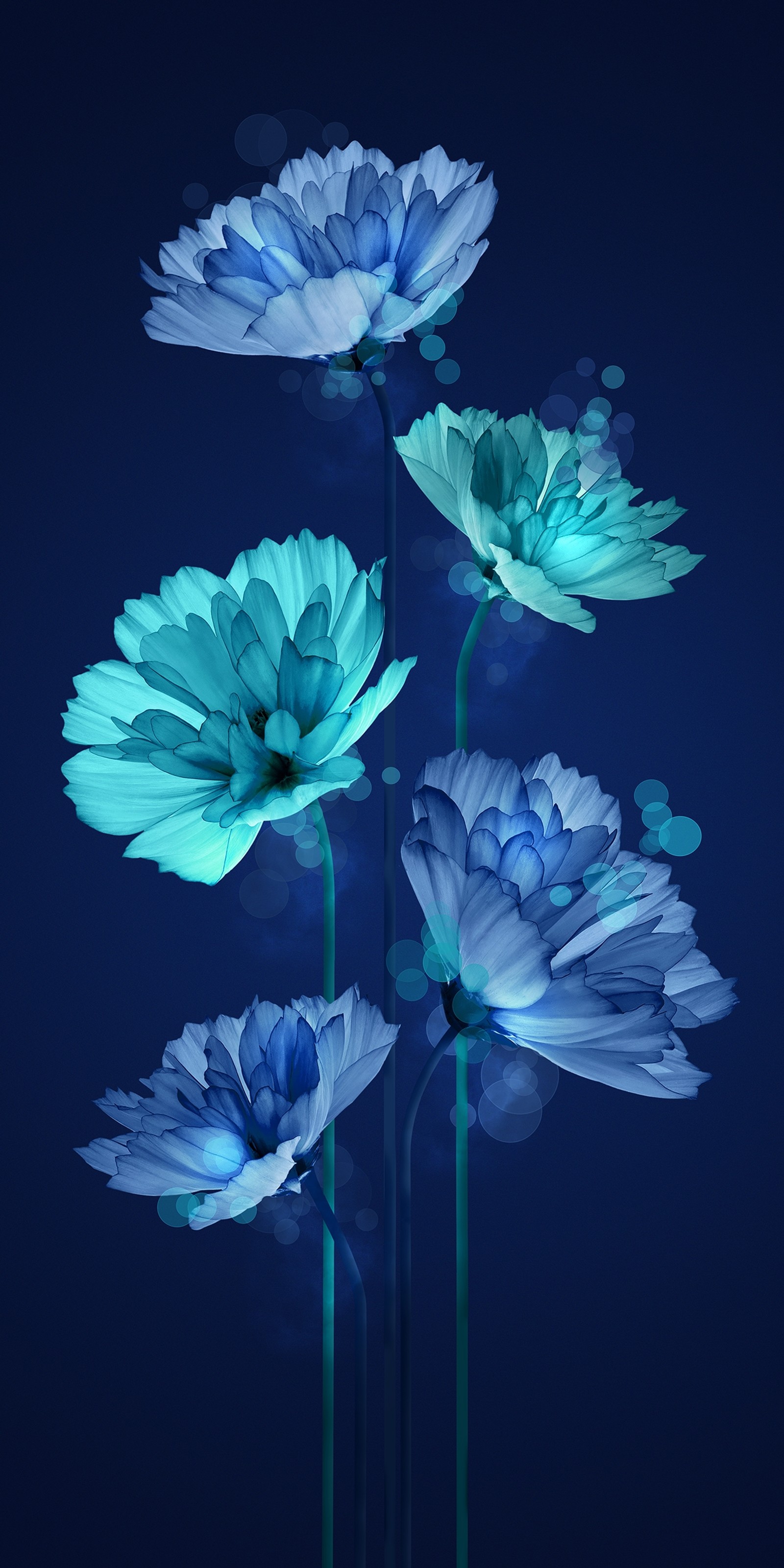 There are three blue flowers in a vase on a dark background (flower, plant, blue, azure, petal)