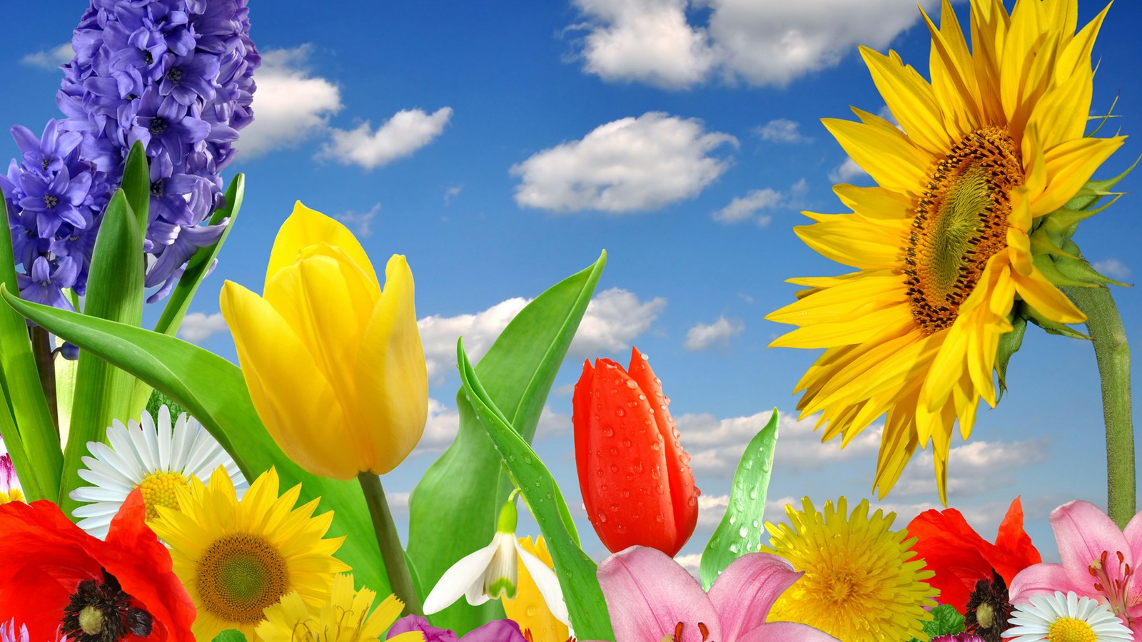 There are many different flowers in the field with a blue sky (flower, cloud, plant, daytime, green)