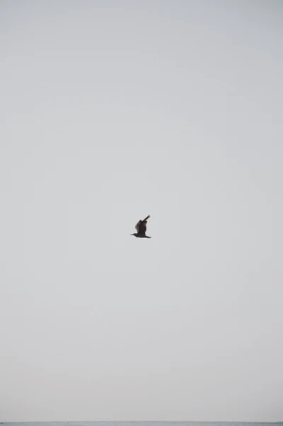 Oiseau de mer en vol contre un ciel dégagé