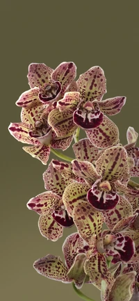 Lebendige magentafarbene Orchideenblüten mit einzigartigen Mustern