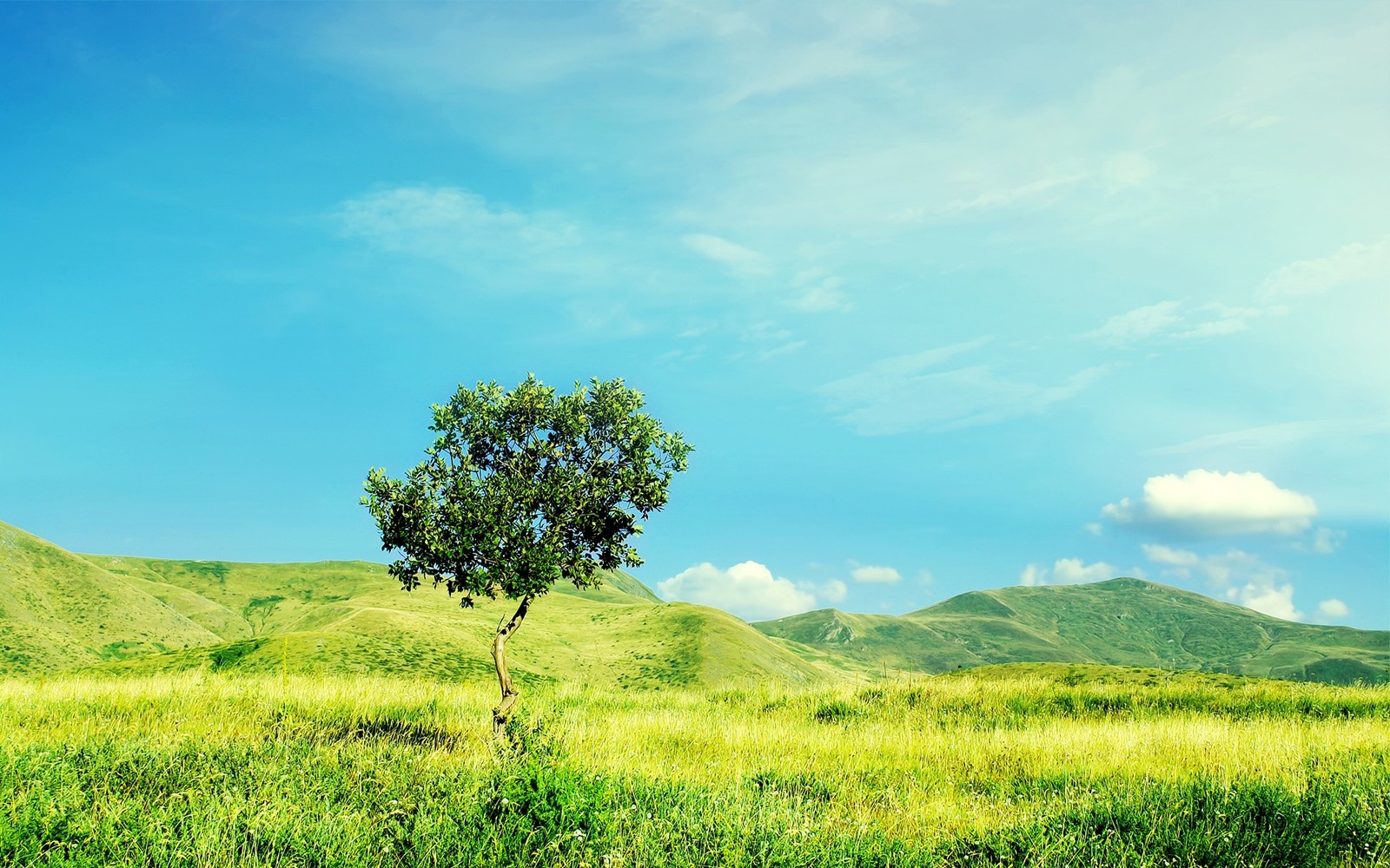 Arafed tree in a grassy field with a blue sky (tree, vegetation, sky, hill, clouds)