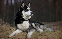 welpe, alaskan malamute, hunderasse, sakhalin husky, tamaskan hund