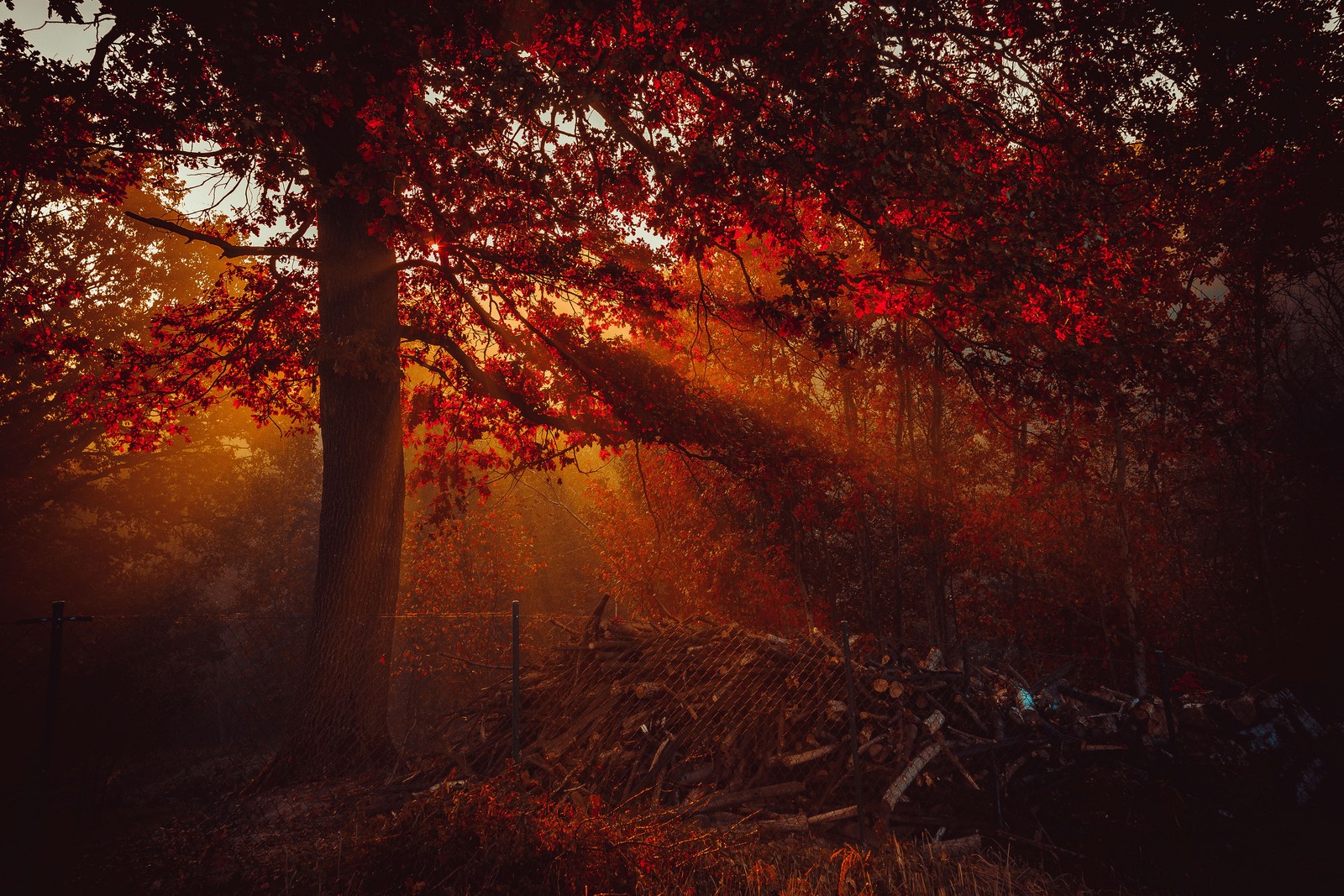 Ein baum mit roten blättern und der sonne, die durchscheint (herbst, bäume, wald, sonnenlicht, roter hintergrund)