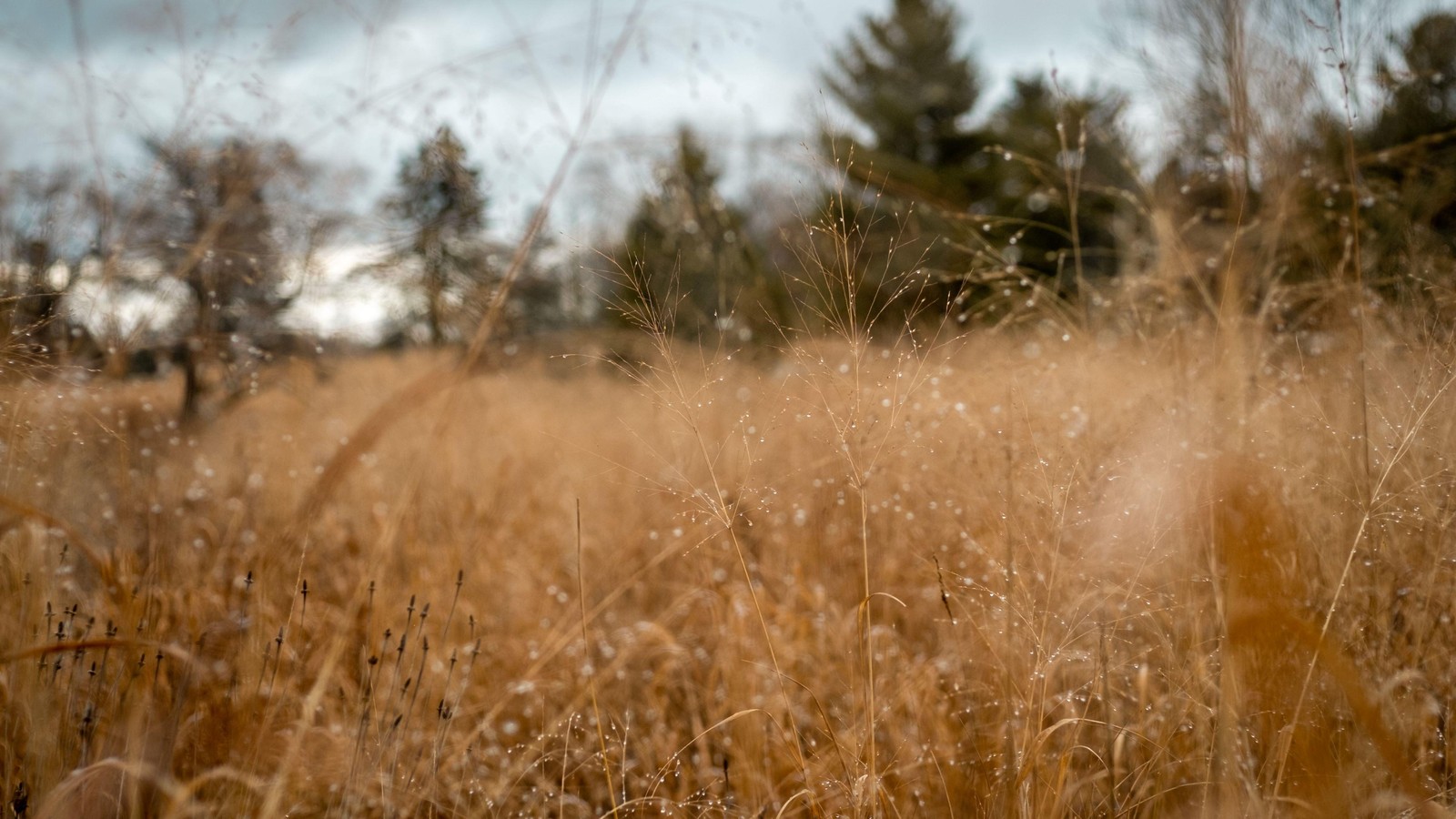 There is a fire hydrant in the middle of a field of tall grass (grass, grass family, sunlight, morning, field)