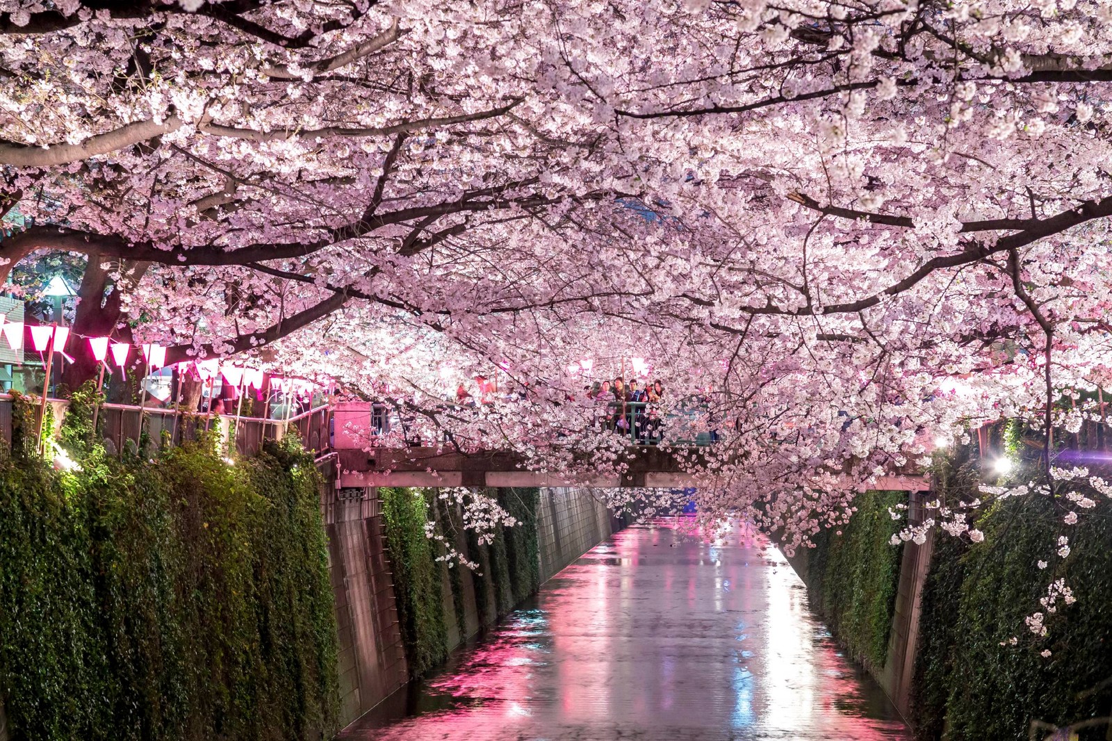 A view of a street lined with trees covered in pink flowers (cherry blossom, hanami, flower, spring, blossom)