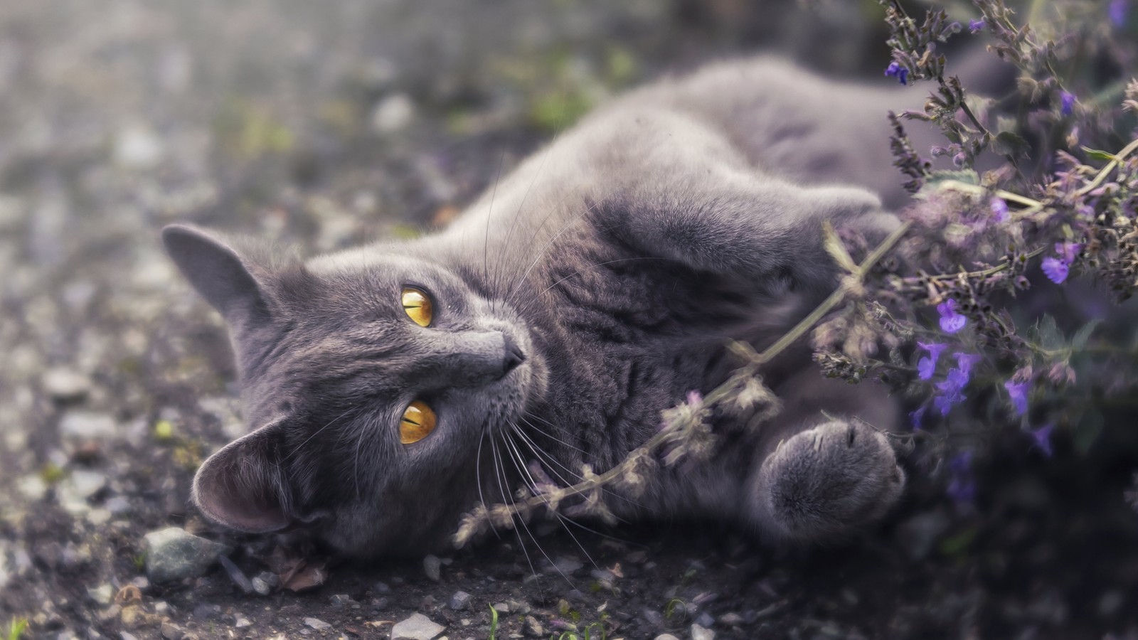 There is a cat that is laying down in the dirt (grey, cat, animals)