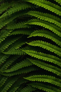 Feuilles de fougère autruche luxuriantes en couches vertes vibrantes