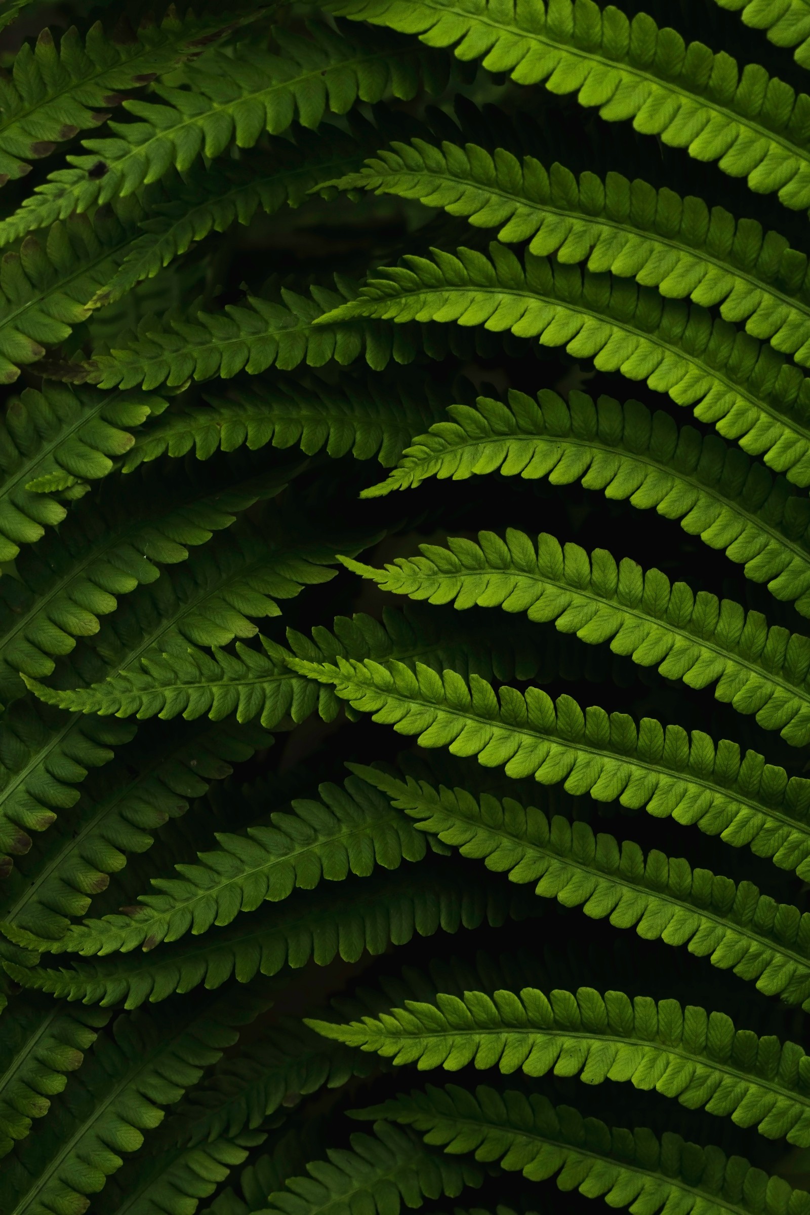 A close up of a green plant with a black background (plants, fern, vegetation, green, terrestrial plant)