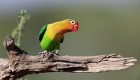 Colorful Lovebird Perched on a Branch