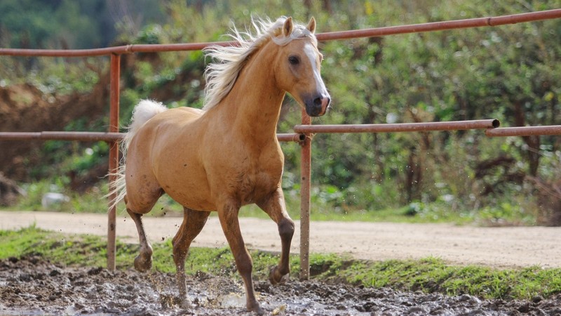 Лошадь, бегущая по грязи (паломино, palomino, галоп, лошадь, грива)