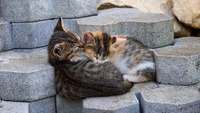 Two adorable kittens peacefully sleeping together on gray concrete blocks.