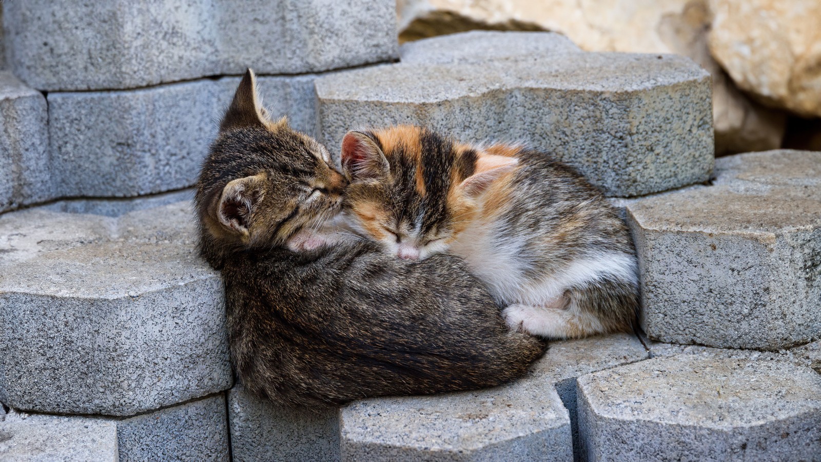 Hay dos gatos acostados sobre algunas rocas (durmiendo, gatitos, 5k, animales, fondo de pantalla 4k)