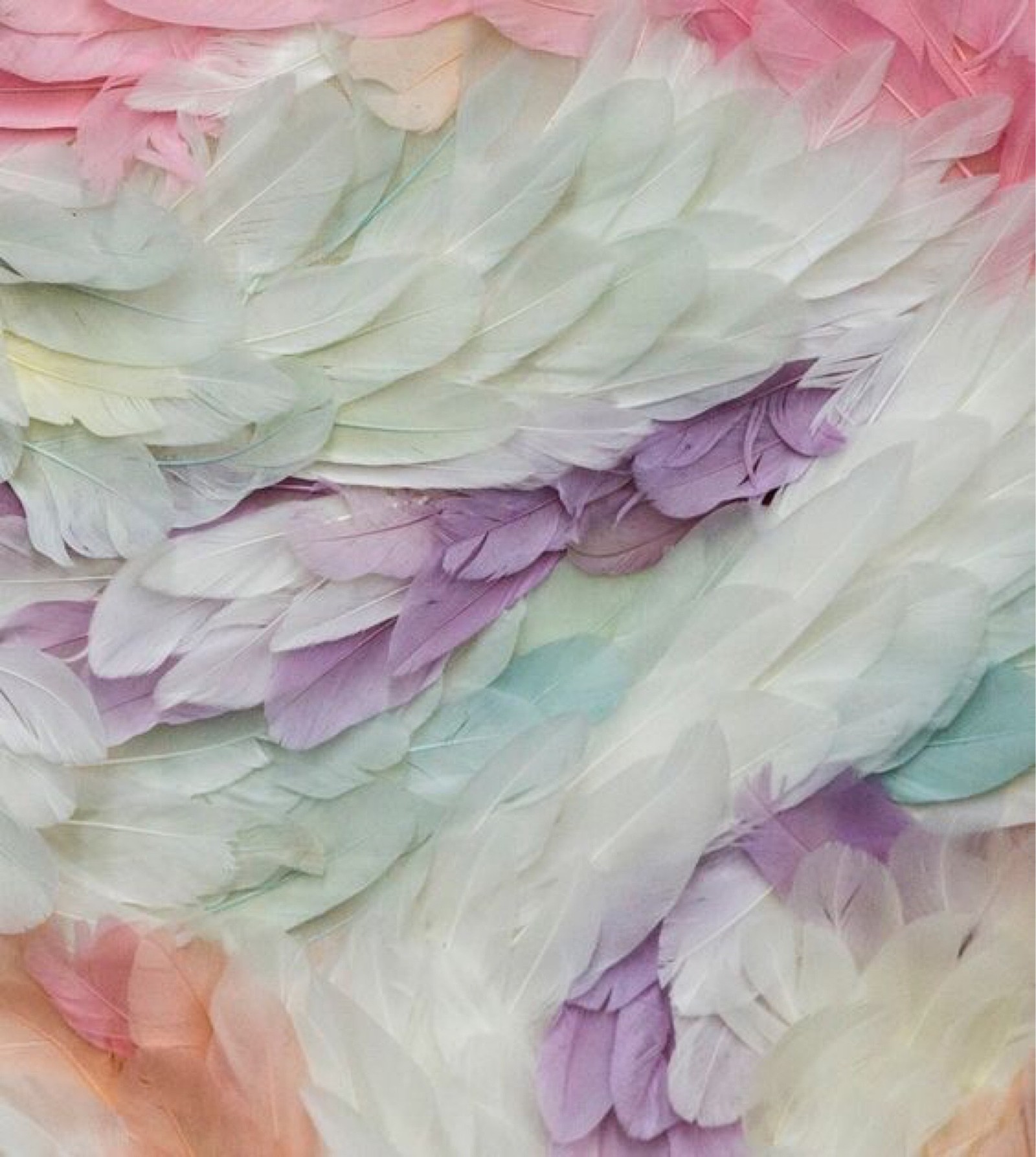 A close up of a bunch of feathers on a table (petal, flower, art, texture, peony)