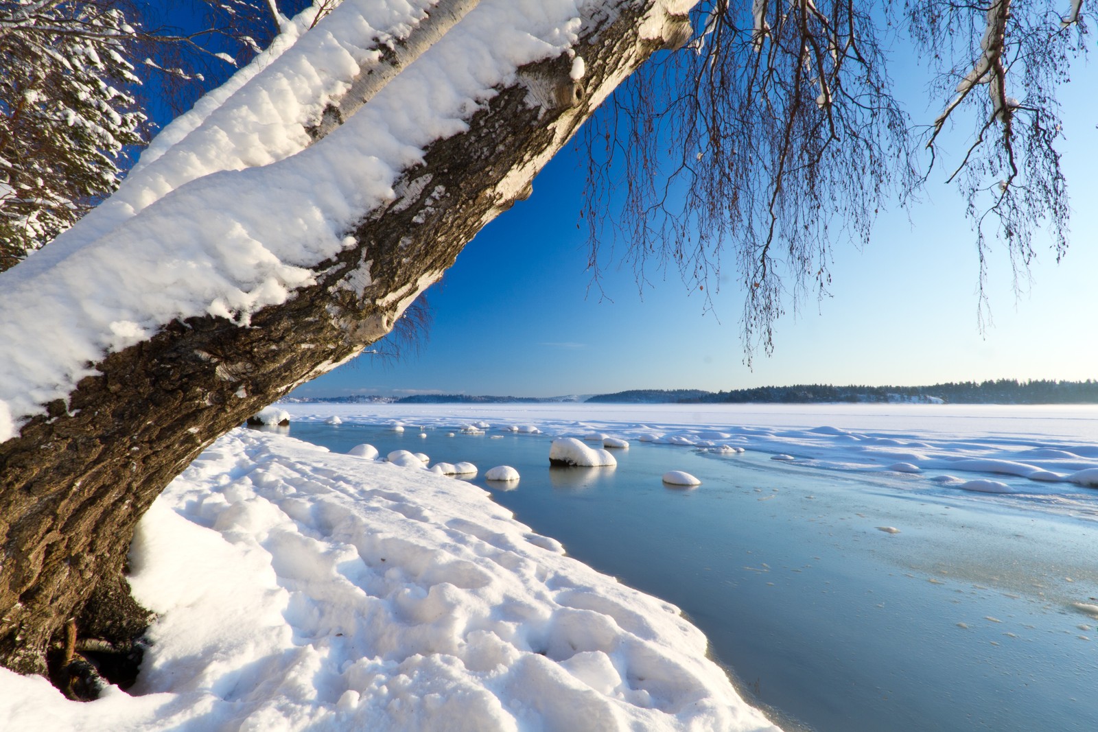 A tree is standing in the snow next to a frozen lake (winter, snow, nature, freezing, ice)