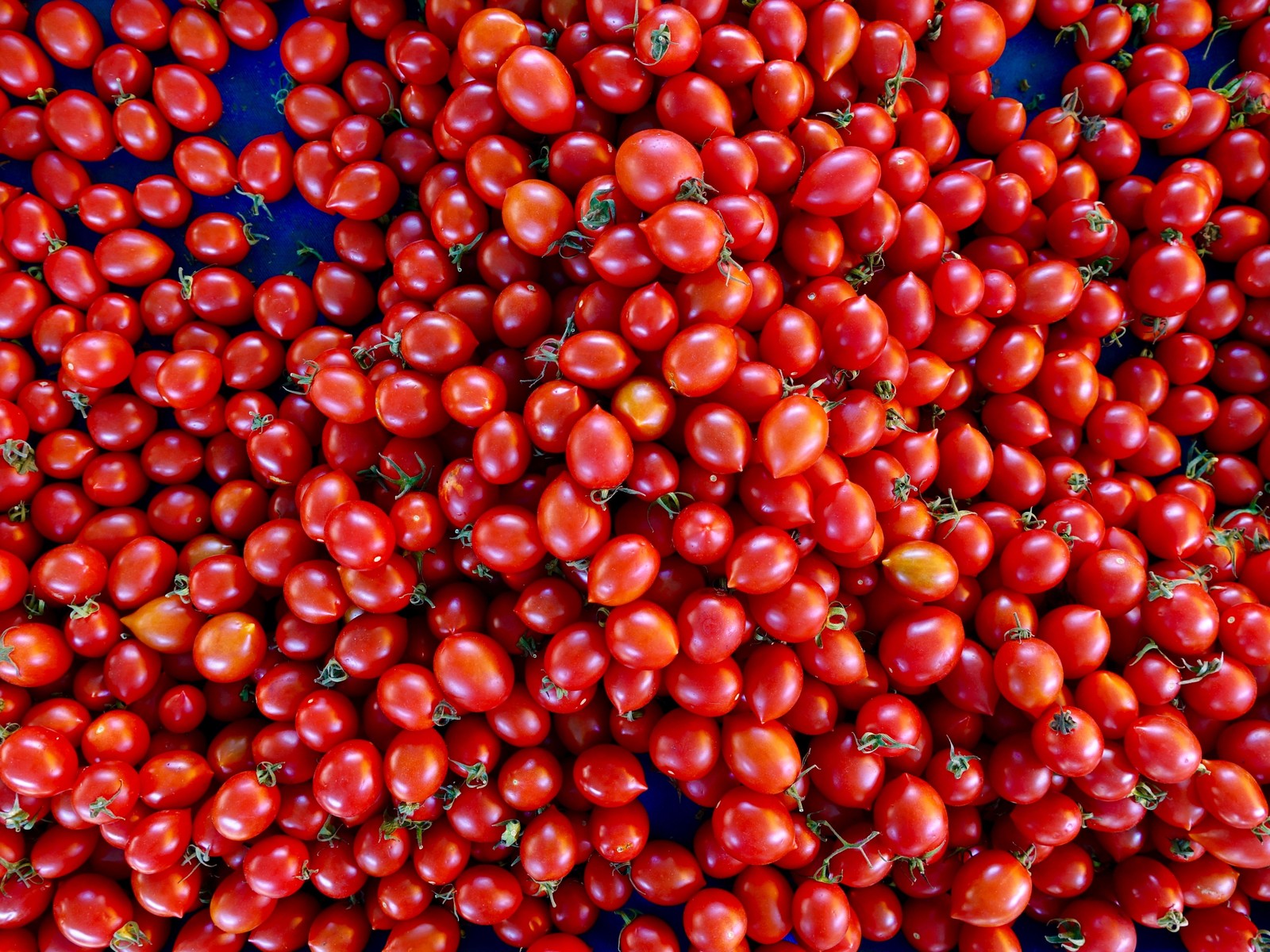 Um close de um punhado de tomates em um prato azul. (vegetal, alimentos naturais, fruta, comida, baga)