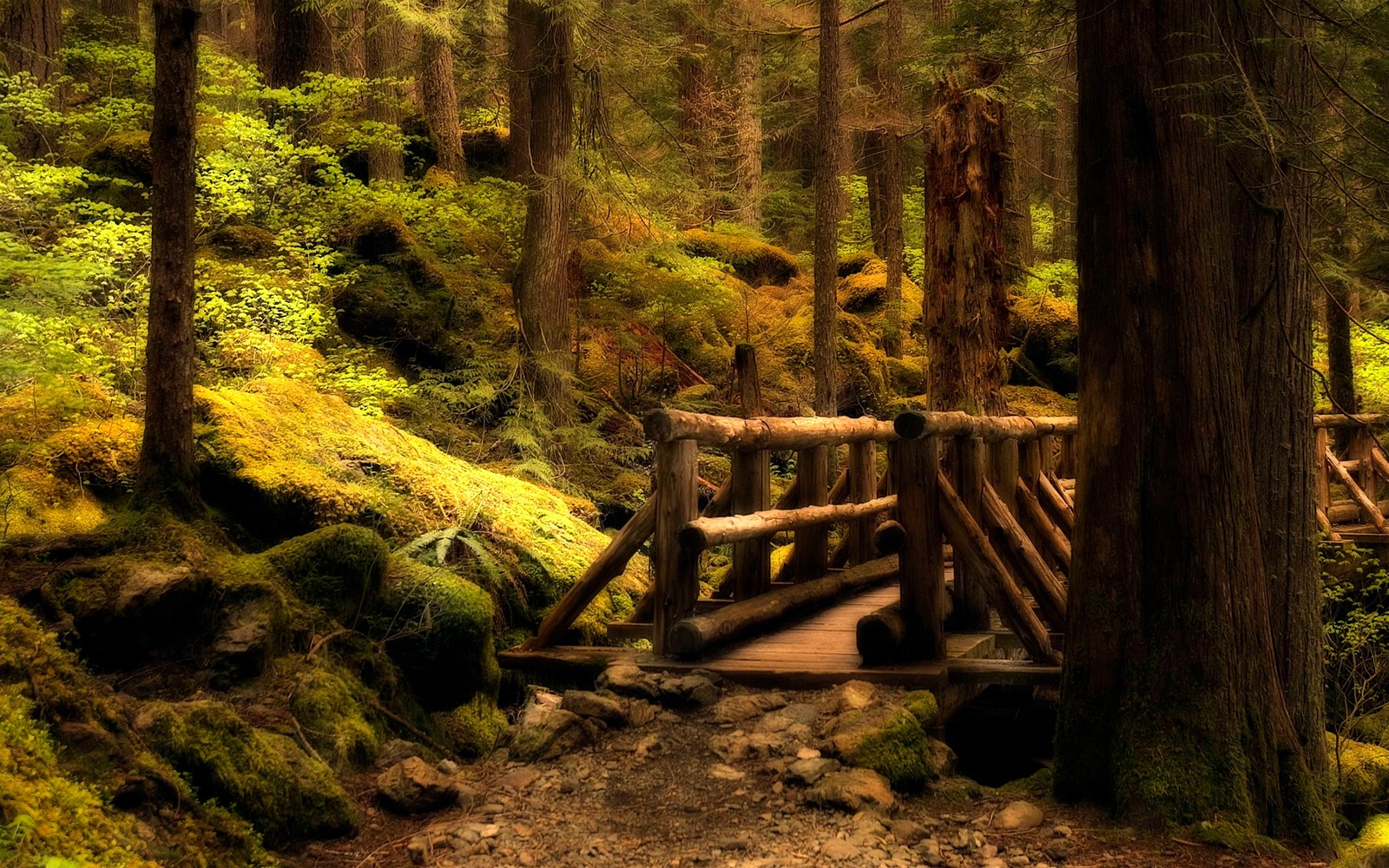 Un pequeño puente de madera cruzando un arroyo en el bosque (naturaleza, bosque, árbol, reserva natural, desierto)