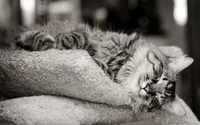 Sleeping Tabby Cat on Soft Blanket in Monochrome