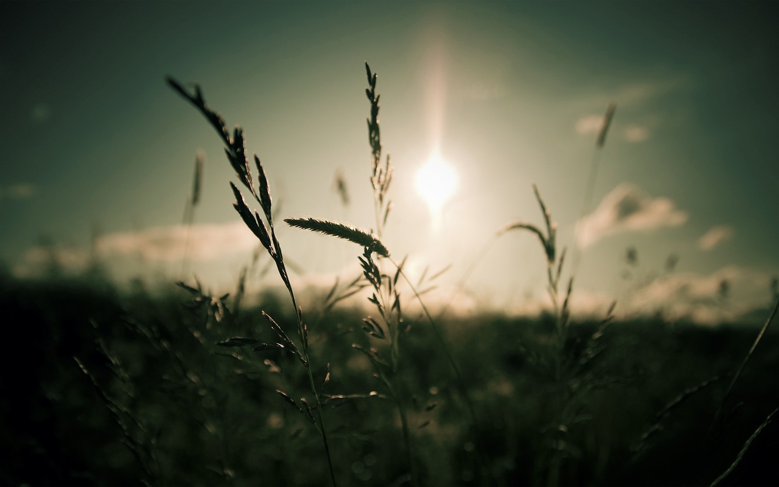 Herbe arafed dans un champ avec le soleil brillant à travers les nuages (matin, ensoleillement, atmosphère terrestre, soleil, soir)