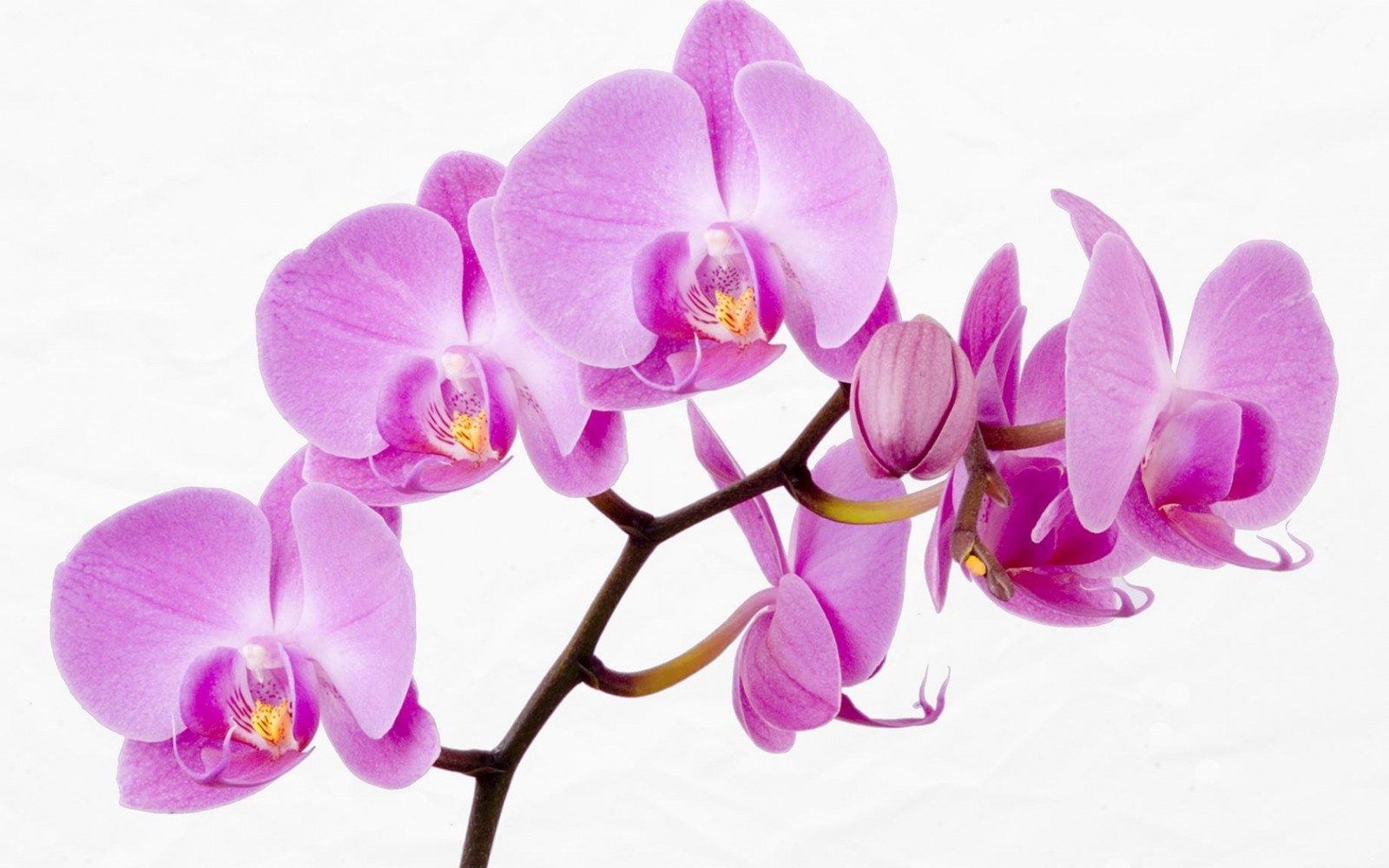 Purple orchids are in a vase on a white surface (flowering plant, moth orchids, petal, violet, purple)