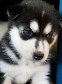 Mignon chiot husky sibérien avec des yeux bleus frappants