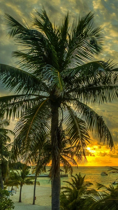 playa, atardecer