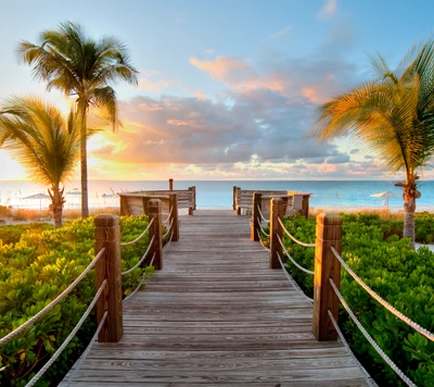 beach, boardwalk, ocean, palm, path