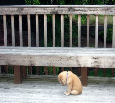 A lonely puppy sitting dejectedly on a wooden deck, embodying a sense of hunger and abandonment.