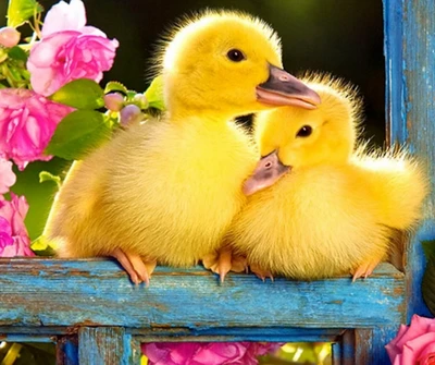 animal, cute, garden, little ducks, pink rose