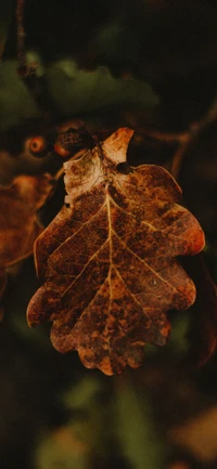 Getrocknetes braunes Blatt an einem Zweig in einer natürlichen Landschaft