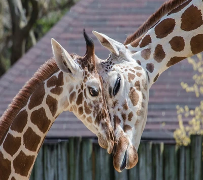 animal, lindo, jirafa, naturaleza