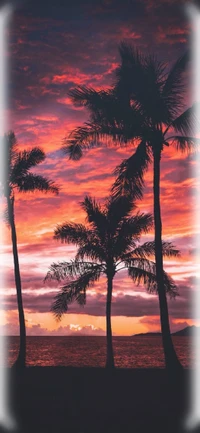 Tropical Sunset with Silhouetted Palm Trees