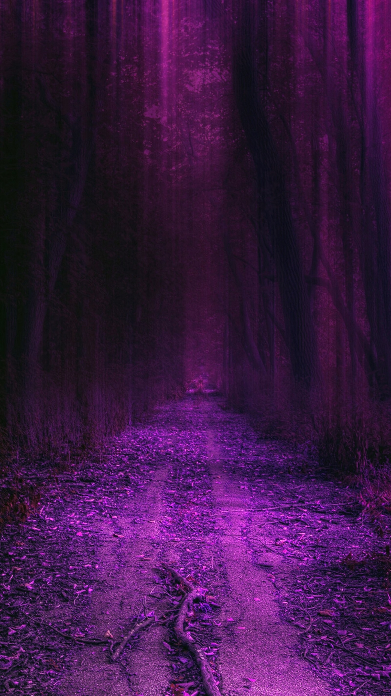 Purple light shining through a dark forest filled with trees (forest, hd, natural, nature, new)