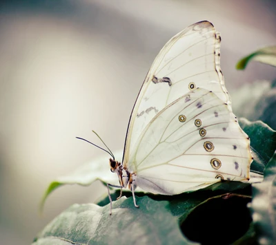 tier, schön, schmetterling, motten, natur