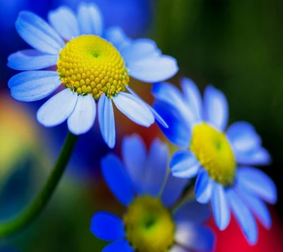 Lebendige blaue und gelbe Blumen in der Natur