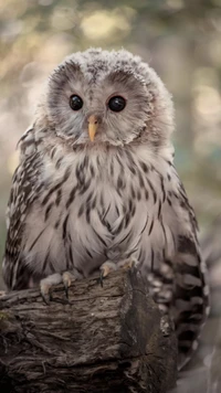 animal, bird, owl wallpaper