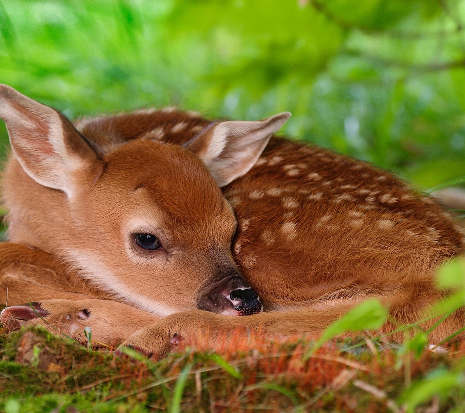 Hay un pequeño corzo acostado en la hierba (baby deer, ciervo, cervato)