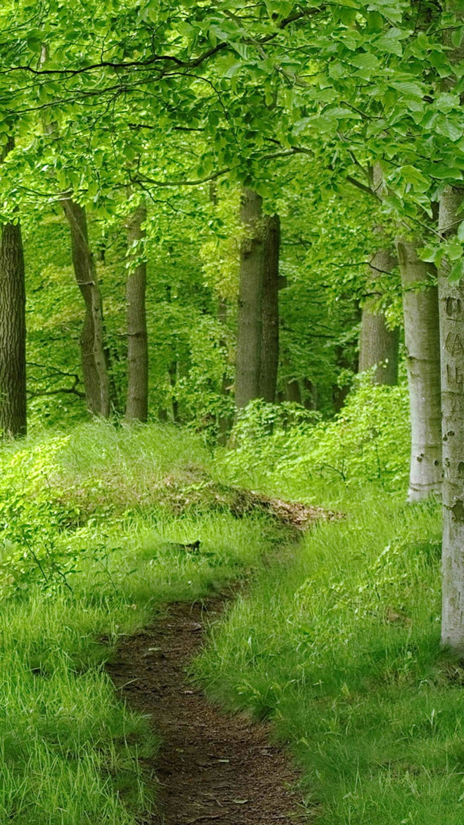 There is a path through the woods with a bench in the middle (beautiful, forest, green, jungle, woods)