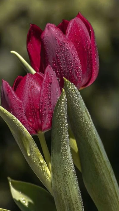 Lebendige rote Tulpen mit taufrischen Blütenblättern