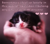 Embracing Loneliness: A Kitten's Silent Reflection