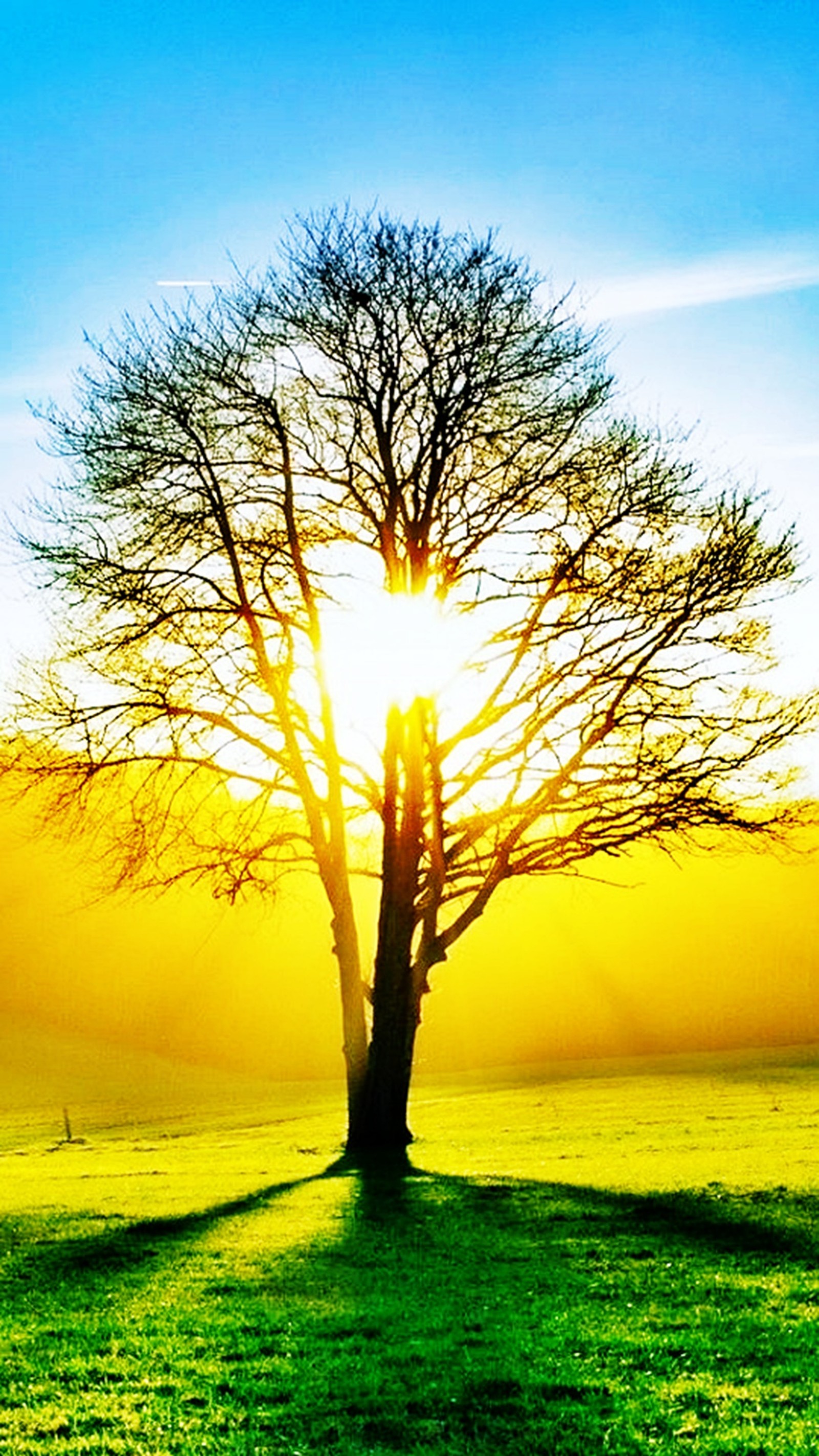 Un árbol aráfede en un campo con el sol brillando a través de las ramas (paisaje, árbol)