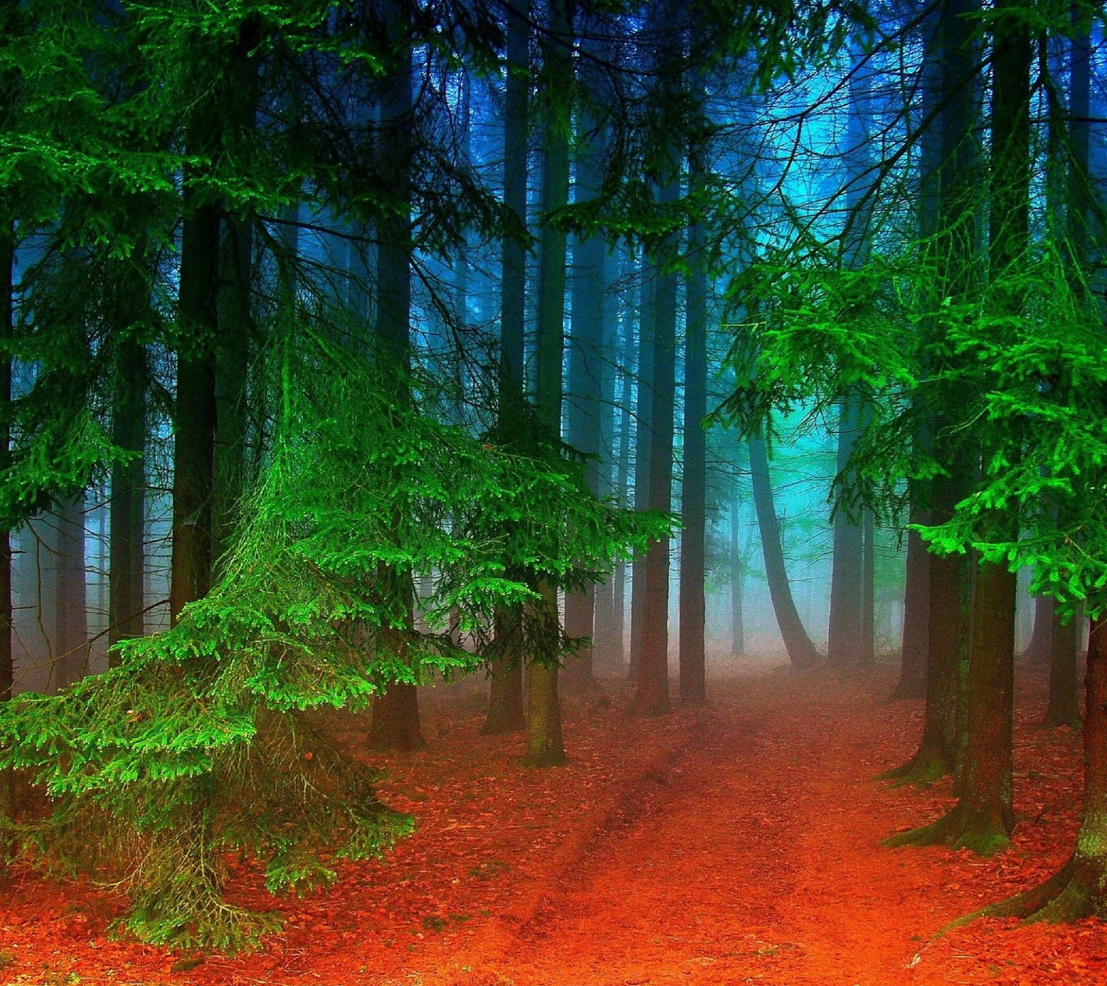 Trees in the woods with red leaves on the ground (blue, forest, green, orange, tree)