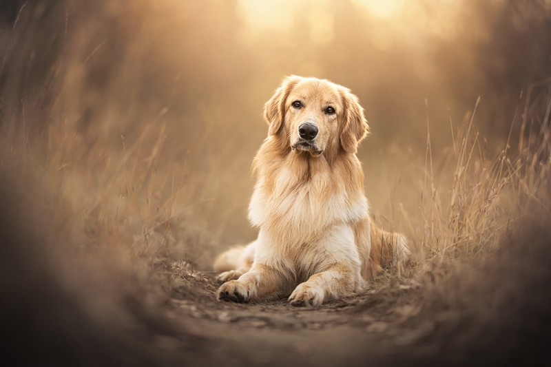 Собака, сидящая в траве (золотистый ретривер, scottish breed dog, домашняя собака, 5k, животные)