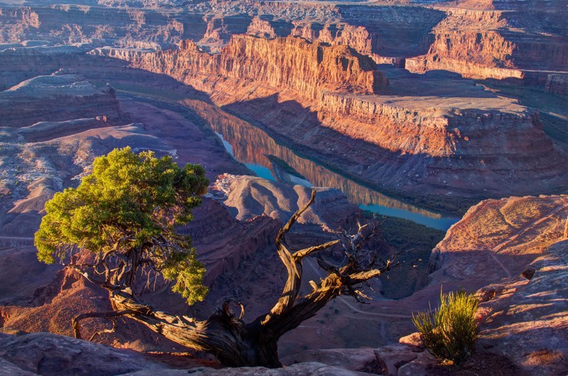 Арафедный вид на каньон с деревом и рекой (национальный парк зайон, zion national park, бедлендс, природа, форма)