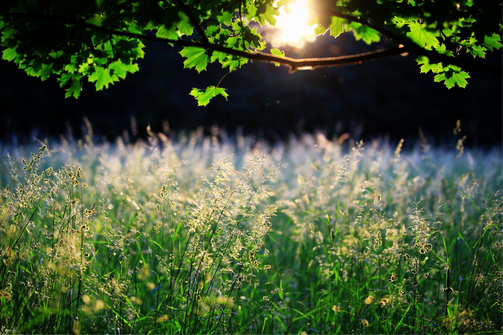 Un primer plano de un campo de hierba con el sol brillando a través de los árboles (verde, naturaleza, pasto, vegetación, luz solar)